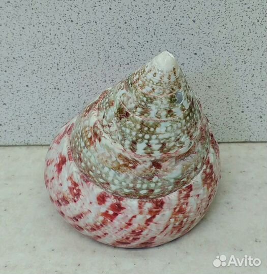 Трохус красный 5,6*6,7 морская ракушка раковина