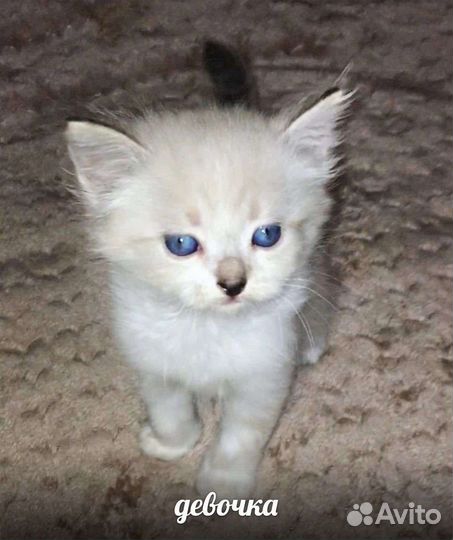 Котята невской маскарадной