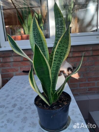 Сансевиерия сортовая