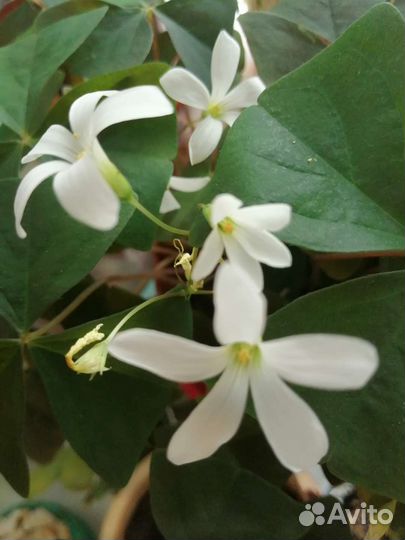 Кислица (оксалис или доброе утро)