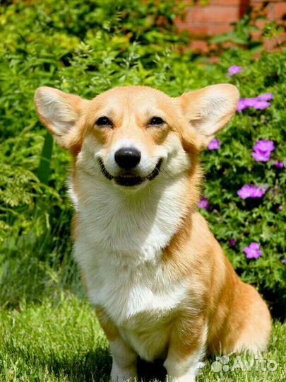 Передержка собак и кошек