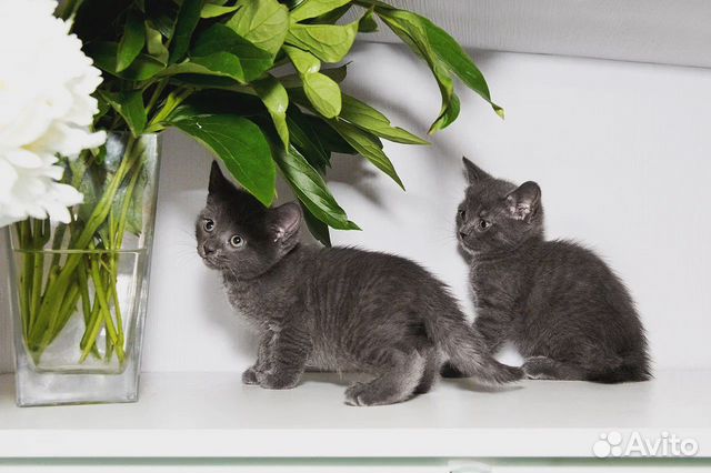 Маленькие миленькие котята добрым людям в дар объявление продам