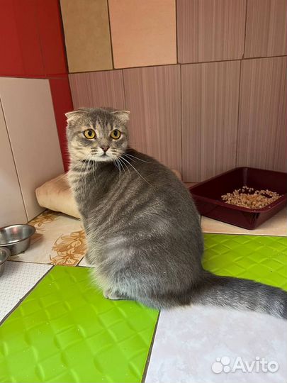 Кошечка с намёком на породу