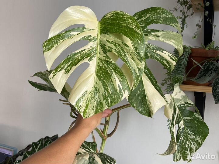 Монстера вариегатная альба