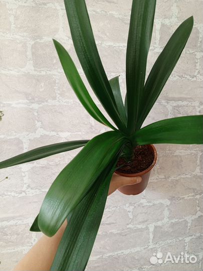 Кливия киноварная