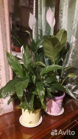 Спатифиллум