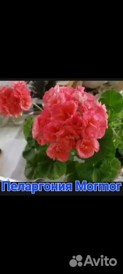 Пеларгония (герань)сортовая