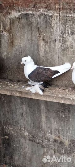 Бойные голуби