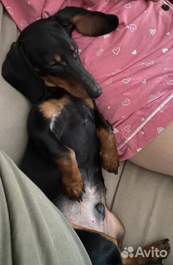 Карликовая такса щенок