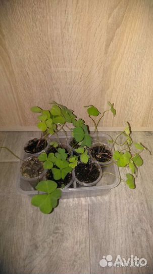 Кислица оксалис