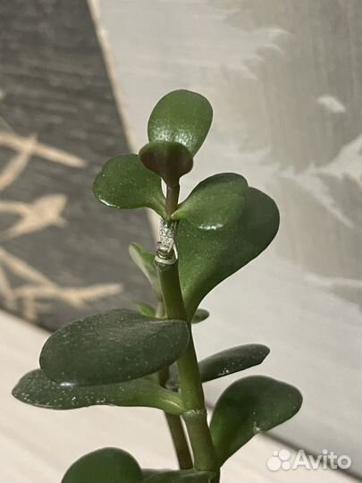 Крассула толстянка