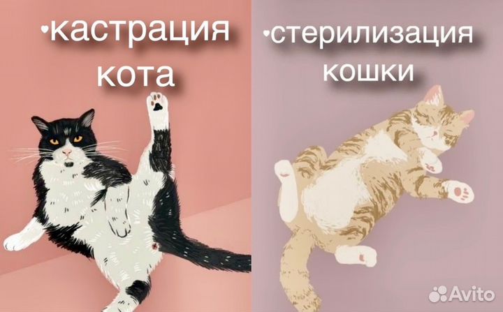 Кастрация кота/Стерилизация кошки