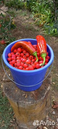 Боярышник ягоды