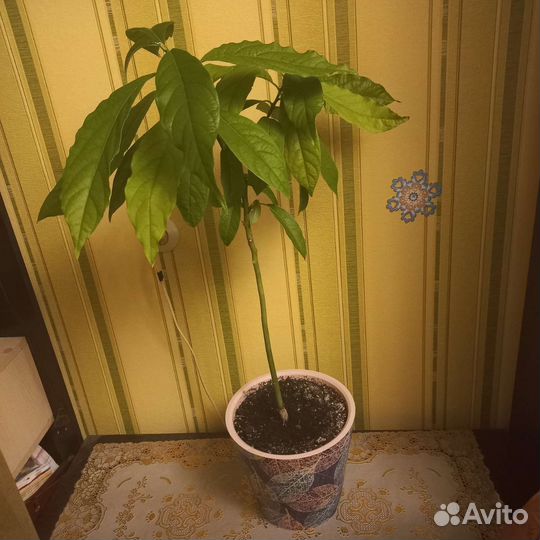 Авокадо растение 0.8 м в высоту