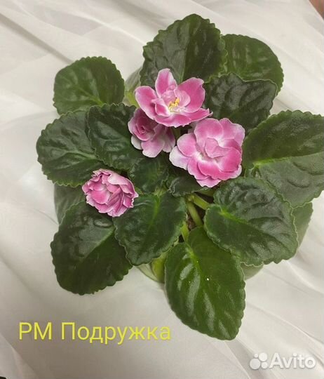Фиалки в наличии