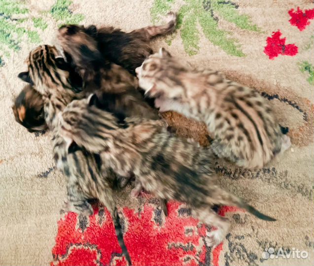 Бенгальские котята