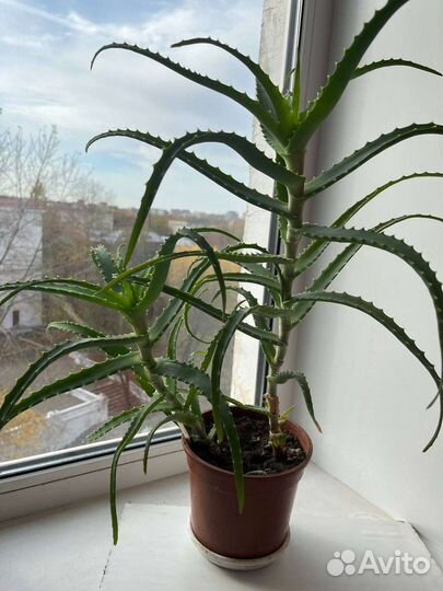 Алоэ трехлетний лечебный