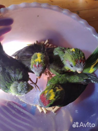 Птенцы новозеландского какарика