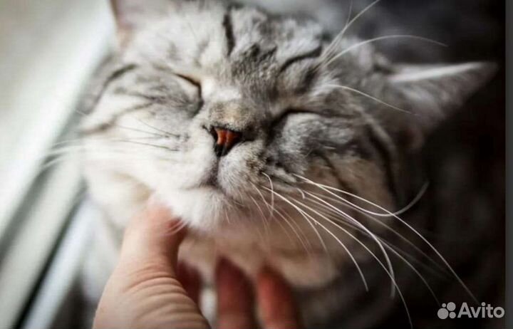 Передержка животных