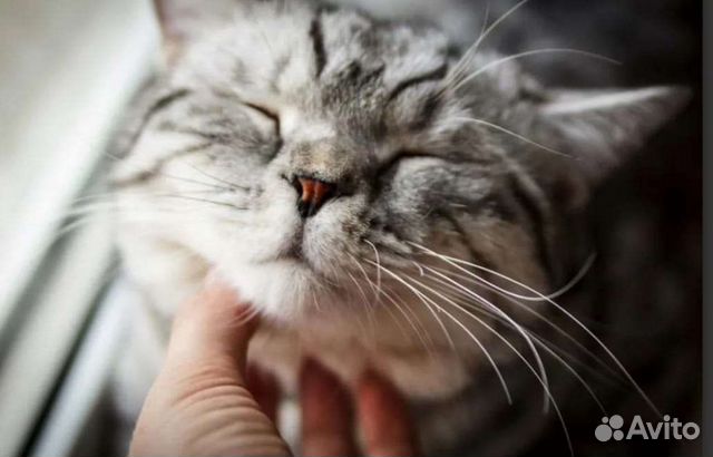 Передержка животных