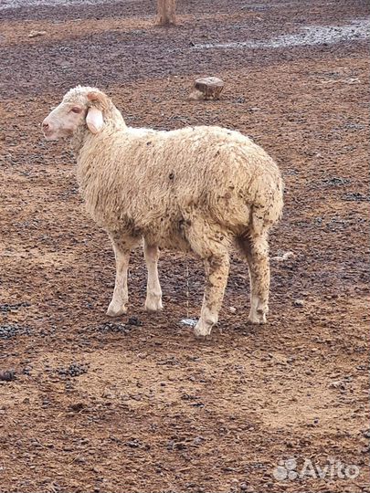Овцы- Ягнята