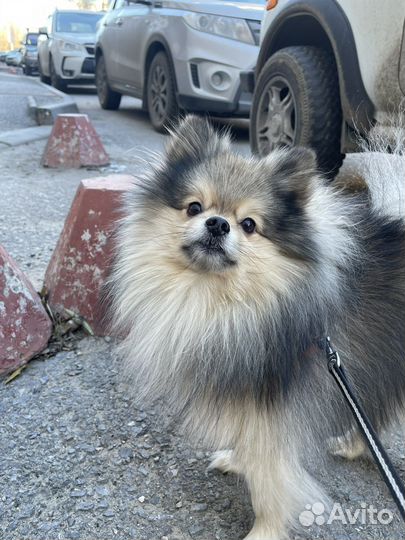 Немецкий шпиц вязка