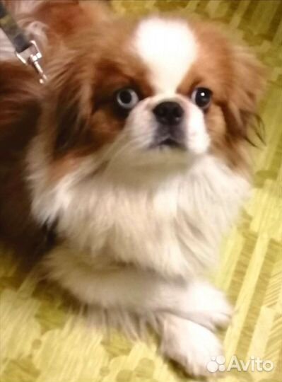 Пекинес (вязка)