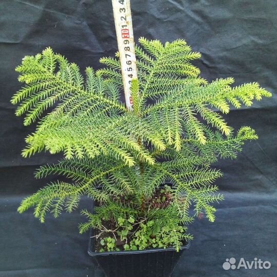 Араукария, комнатная ель