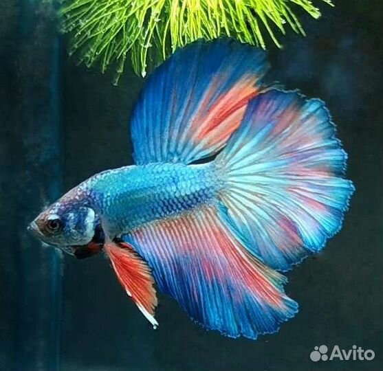 Сиамский петушок рыбка, корма для рыб