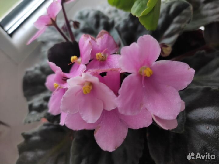 Фиалки, колеус