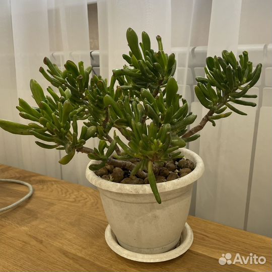 Крассула Хоббит