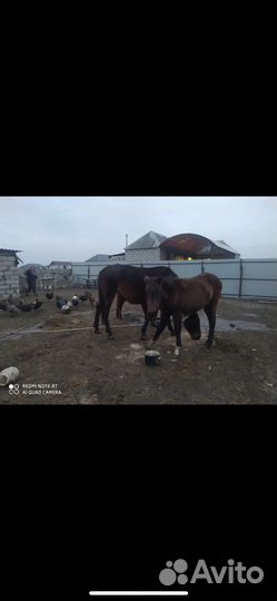Лошадь