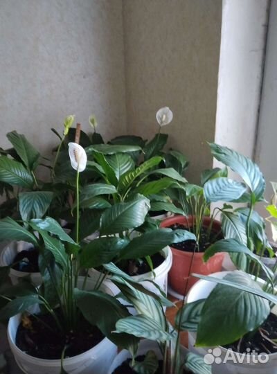 Комнатные цветы антуриум