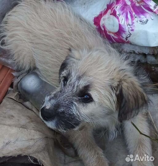 Отдам бесплатно щенки