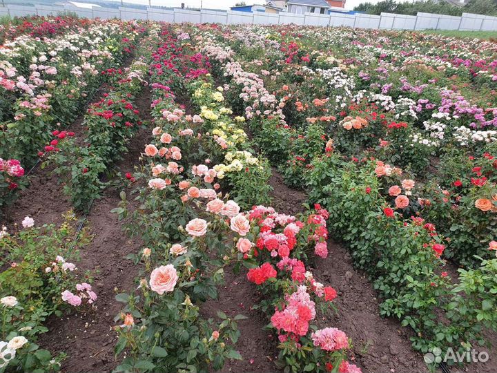 Разнорабочий в питомник