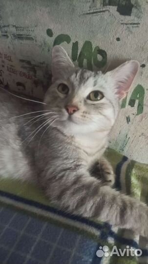 Кошка в дар бесплатно