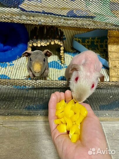 Передержка грызунов