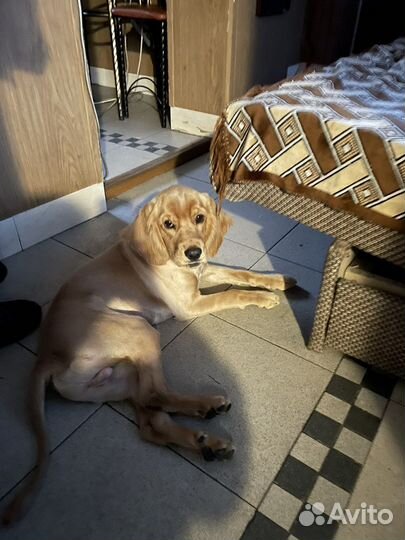 Отдадим бесплатно щенка