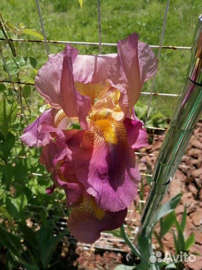 Ирисы бородатые