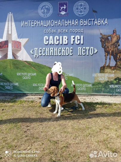Бигль вязка