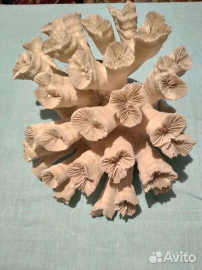 Морские кораллы и раковины