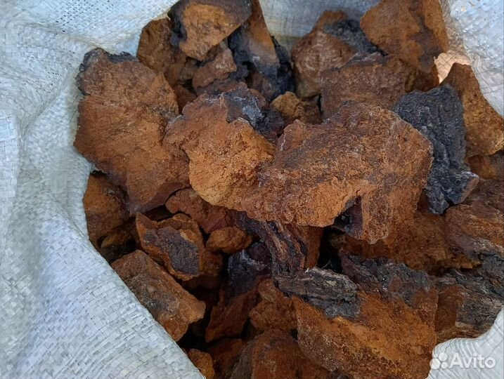 Березовый гриб чага