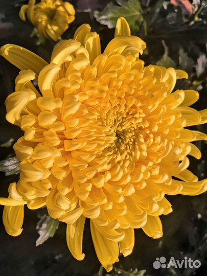 Хризантемы