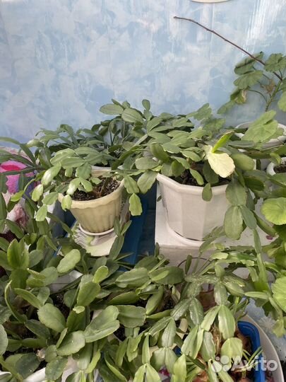 Суккулент золотой ус Хлорофитум сансеви декабрист