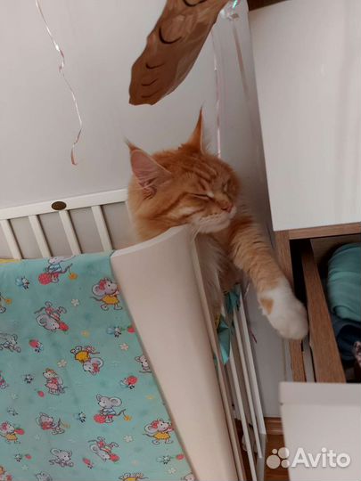 Кот Мейн Кун на вязку