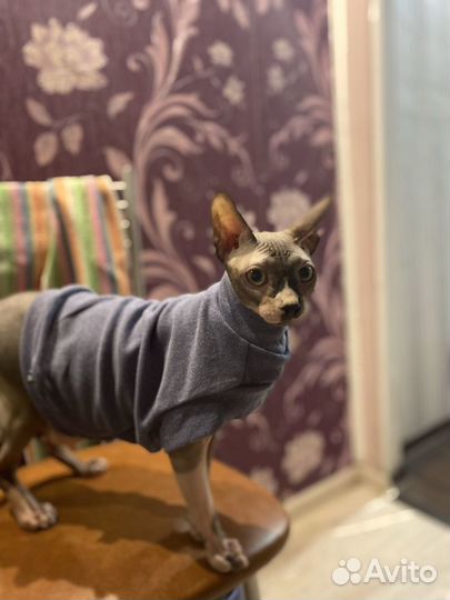 Кот сфинкс вязка