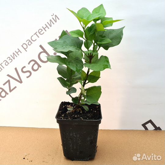 Сирень Примроуз - саженцы в p9