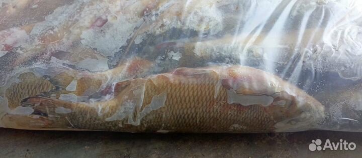 Язь свежемороженный
