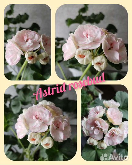 Пеларгония герань сортовая коллекционная