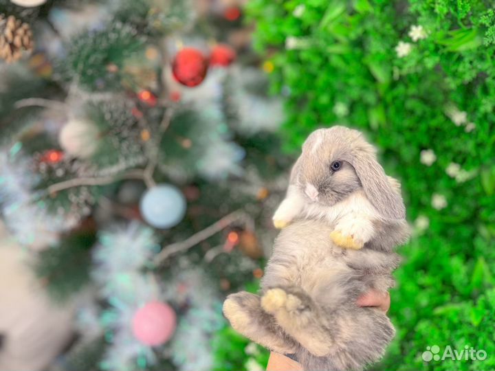 Миниатюрный кролик карликовый супер мини
